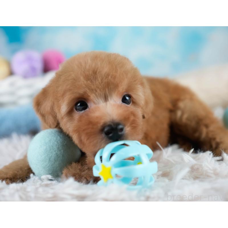 販売中の埼玉県のタイニープードル-431536の8枚目