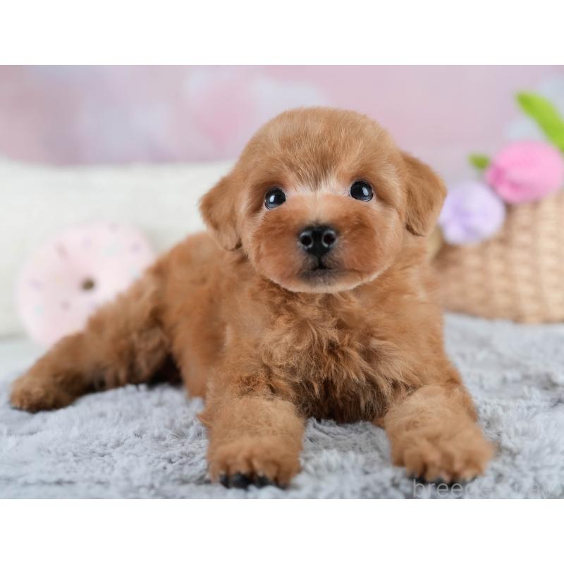 販売中の埼玉県のタイニープードル-431536の7枚目