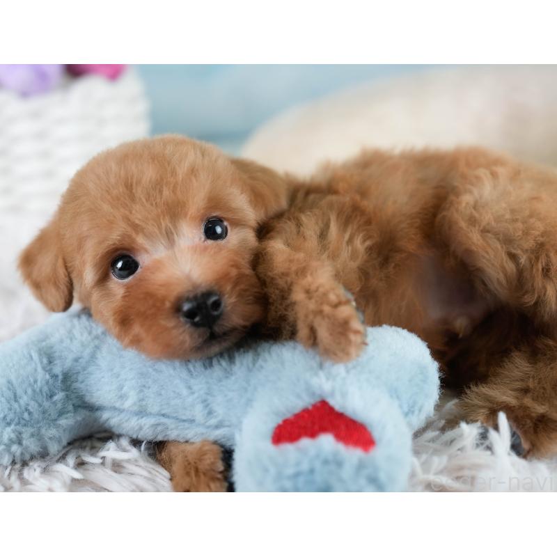 販売中の埼玉県のタイニープードル-431536の6枚目