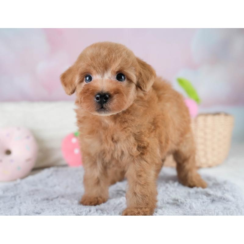 販売中の埼玉県のタイニープードル-431536の5枚目