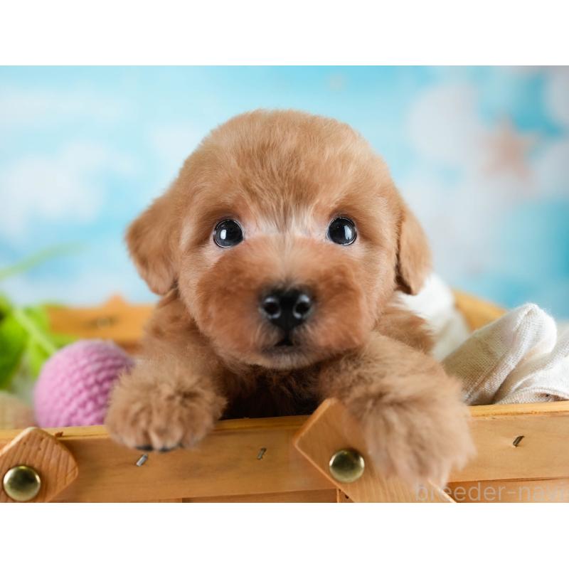 販売中の埼玉県のタイニープードル-431536の4枚目