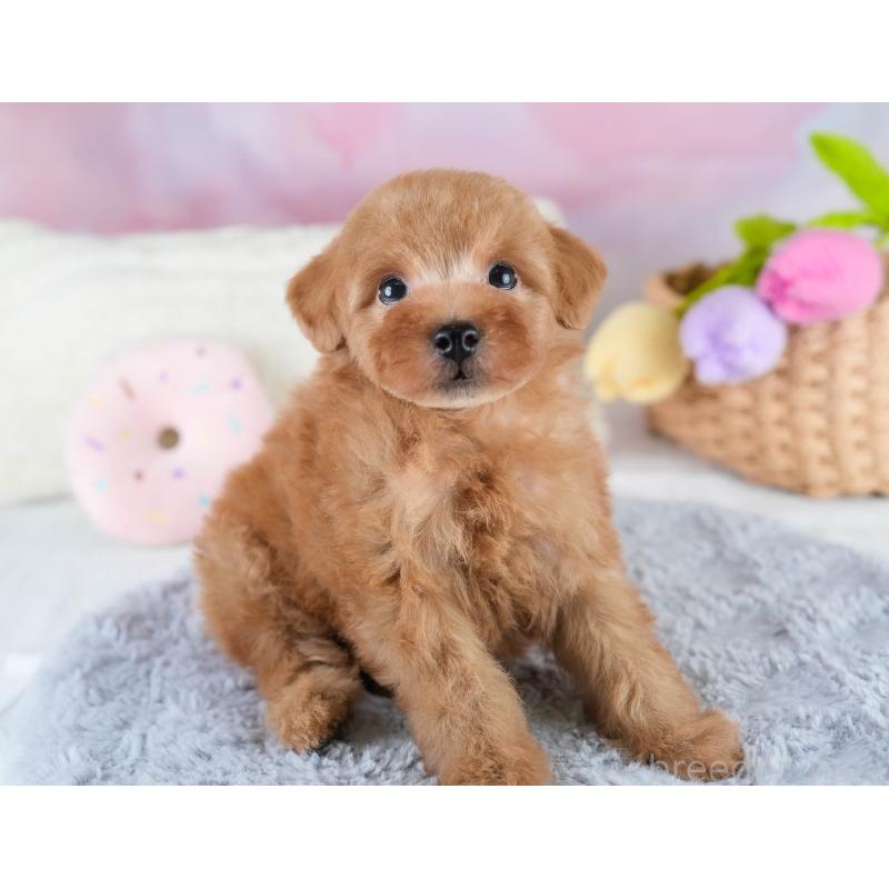 販売中の埼玉県のタイニープードル-431536の3枚目