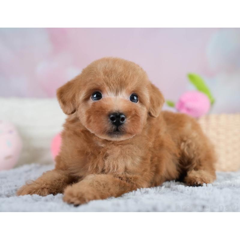 販売中の埼玉県のタイニープードル-431536の2枚目