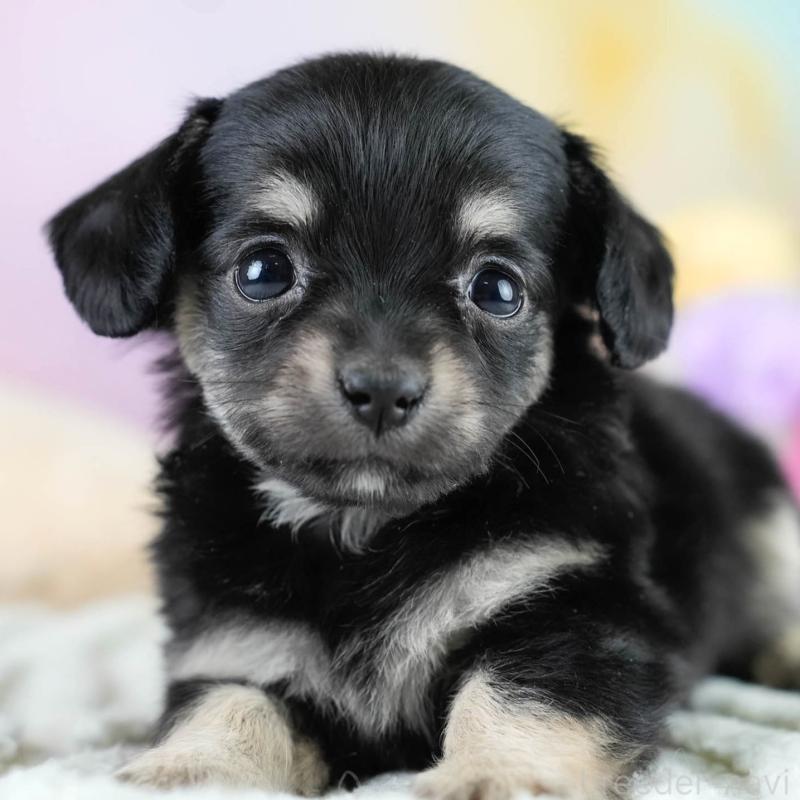 販売中の埼玉県のチワックス:チワワ×ミニチュアダックスフンド-431526