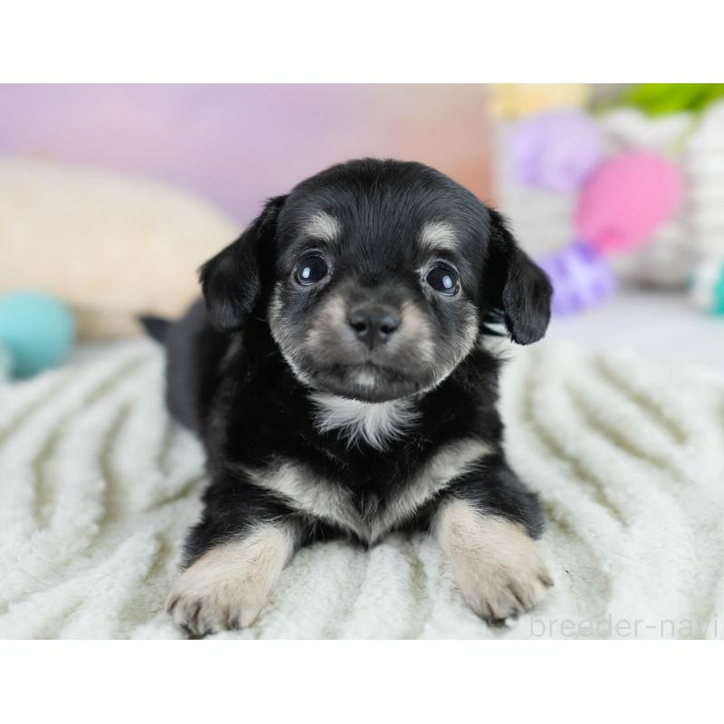 販売中の埼玉県のチワックス:チワワ×ミニチュアダックスフンド-431526の11枚目