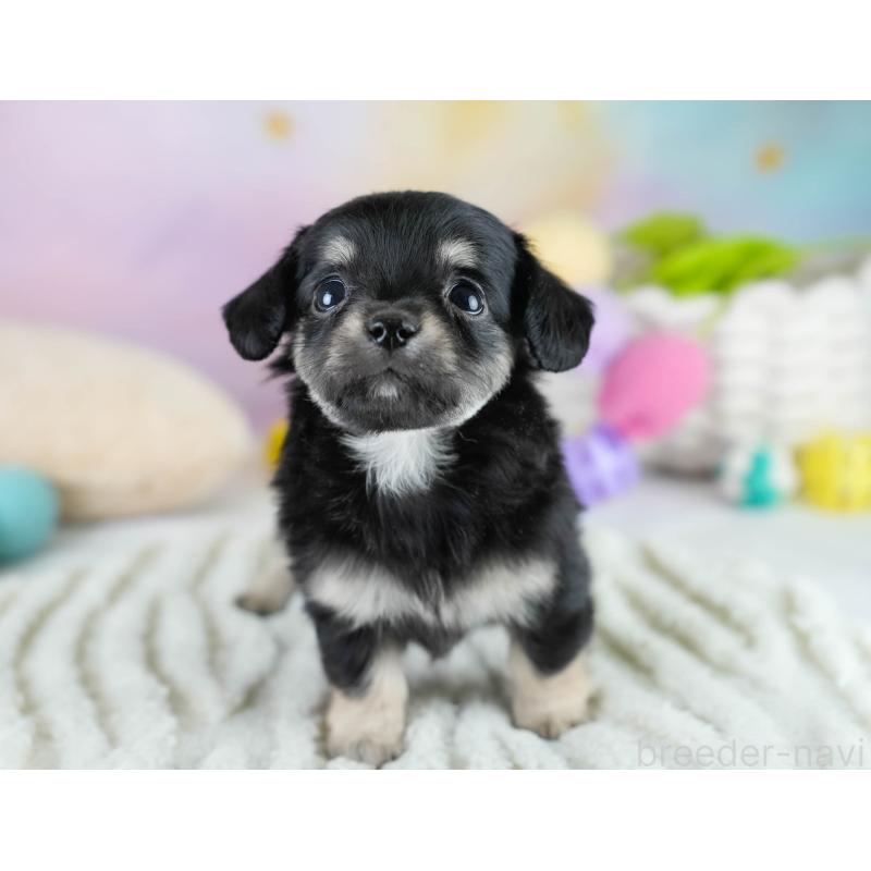 販売中の埼玉県のチワックス:チワワ×ミニチュアダックスフンド-431526の10枚目