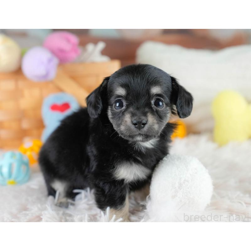 販売中の埼玉県のチワックス:チワワ×ミニチュアダックスフンド-431526の9枚目