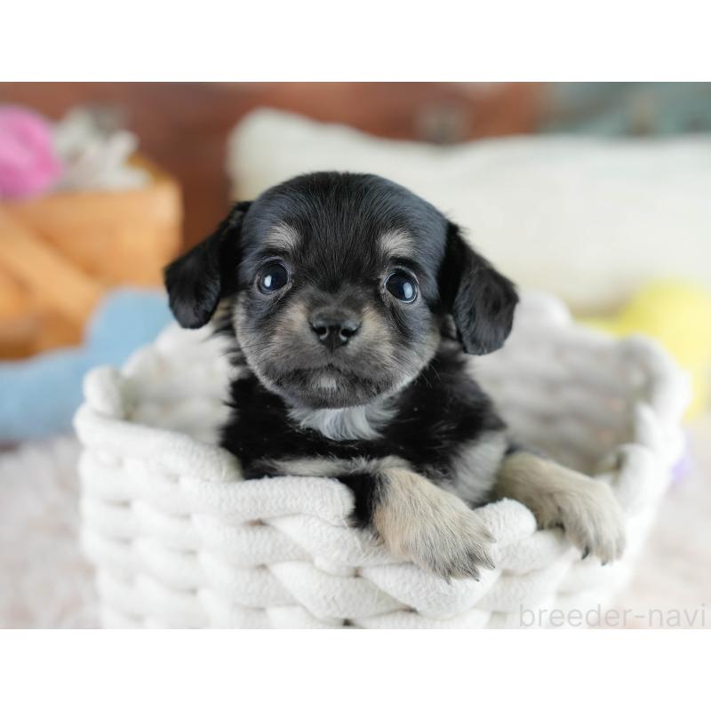 販売中の埼玉県のチワックス:チワワ×ミニチュアダックスフンド-431526の8枚目