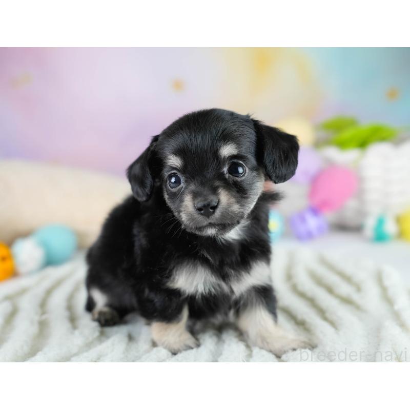 販売中の埼玉県のチワックス:チワワ×ミニチュアダックスフンド-431526の7枚目