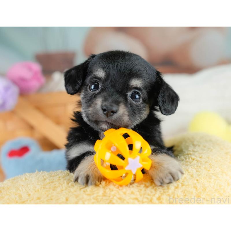 販売中の埼玉県のチワックス:チワワ×ミニチュアダックスフンド-431526の6枚目