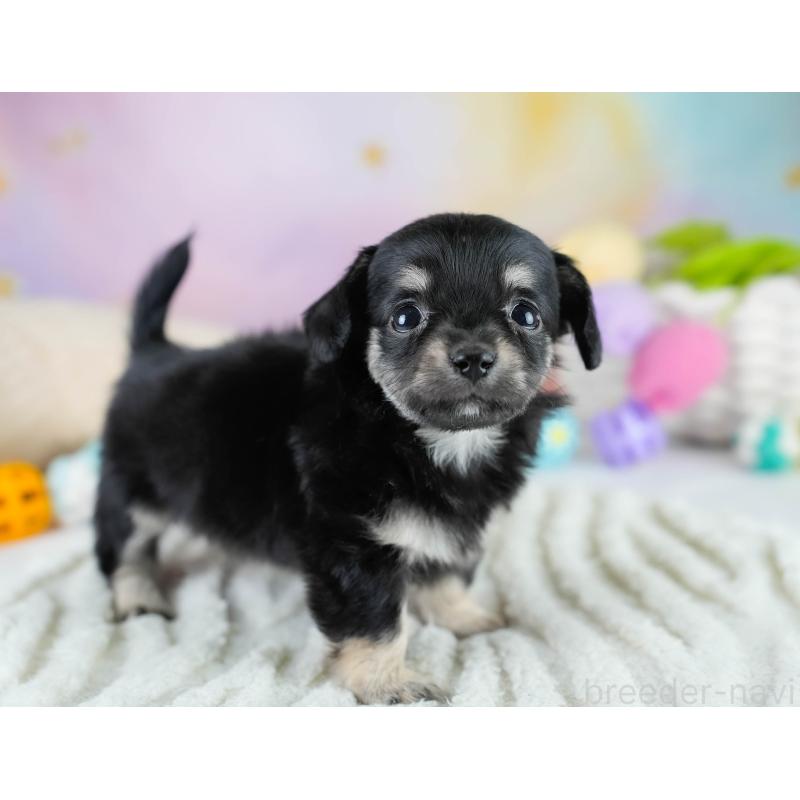 販売中の埼玉県のチワックス:チワワ×ミニチュアダックスフンド-431526の5枚目