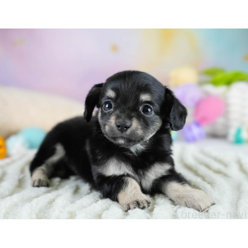 販売中の埼玉県のチワックス:チワワ×ミニチュアダックスフンド-431526の4枚目