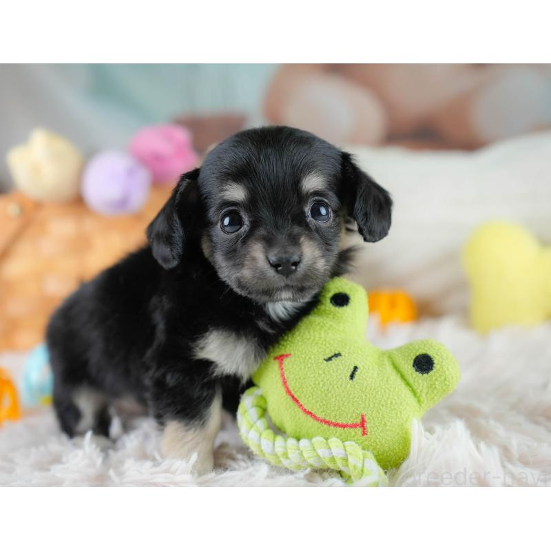 販売中の埼玉県のチワックス:チワワ×ミニチュアダックスフンド-431526の3枚目