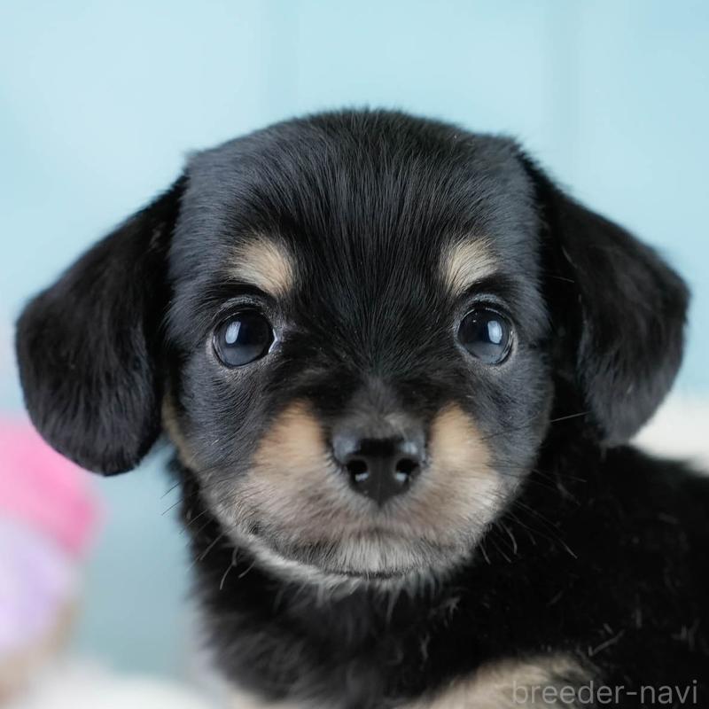 販売中の埼玉県のチワックス:チワワ×ミニチュアダックスフンド-431525