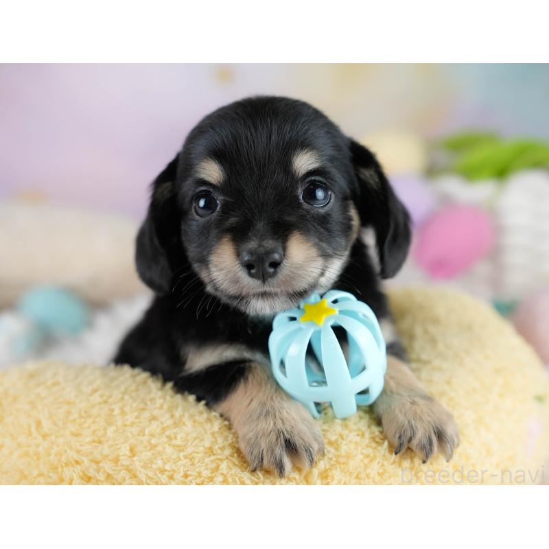 販売中の埼玉県のチワックス:チワワ×ミニチュアダックスフンド-431525の11枚目