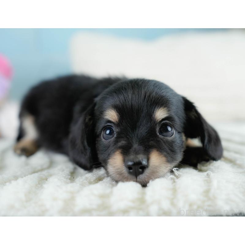 販売中の埼玉県のチワックス:チワワ×ミニチュアダックスフンド-431525の10枚目