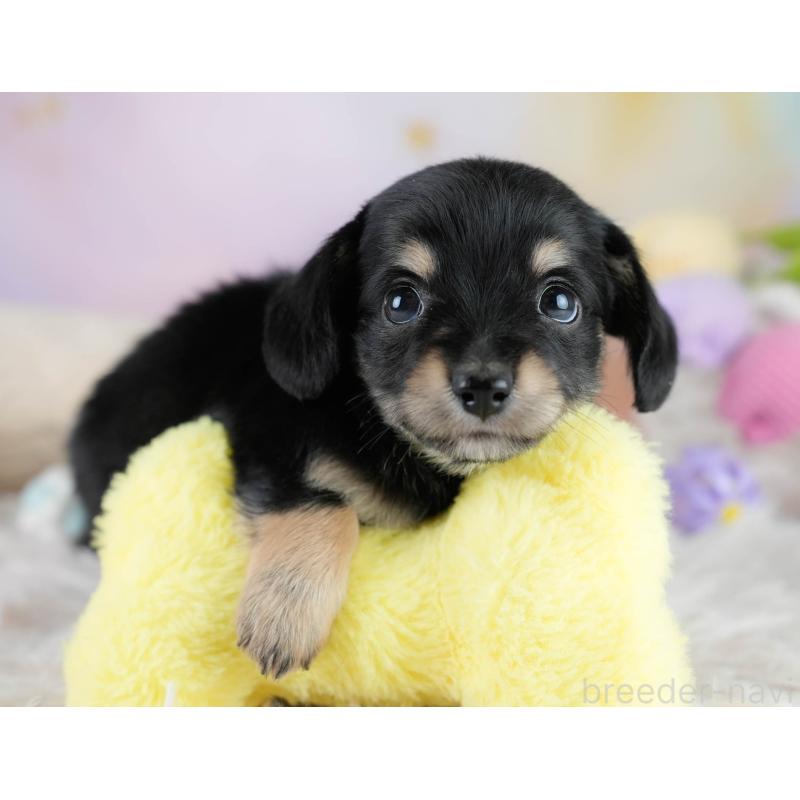 販売中の埼玉県のチワックス:チワワ×ミニチュアダックスフンド-431525の9枚目