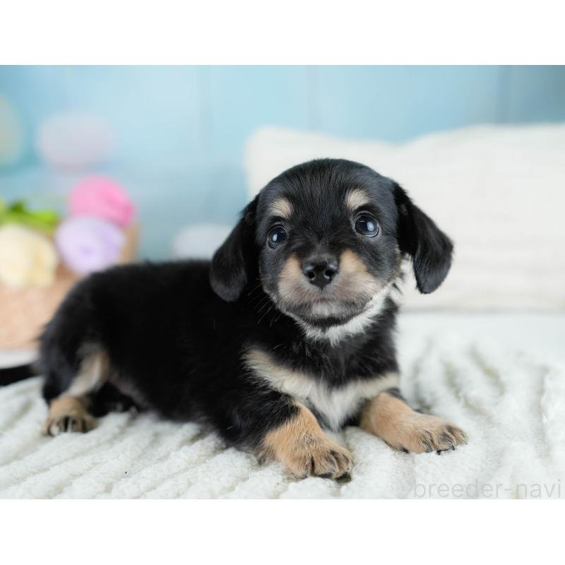 販売中の埼玉県のチワックス:チワワ×ミニチュアダックスフンド-431525の8枚目