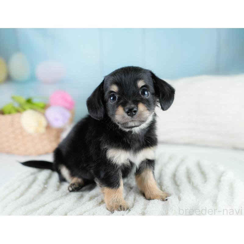 販売中の埼玉県のチワックス:チワワ×ミニチュアダックスフンド-431525の7枚目