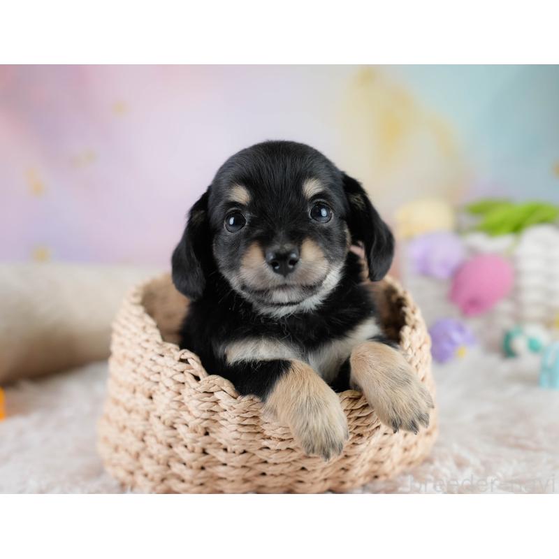 販売中の埼玉県のチワックス:チワワ×ミニチュアダックスフンド-431525の6枚目