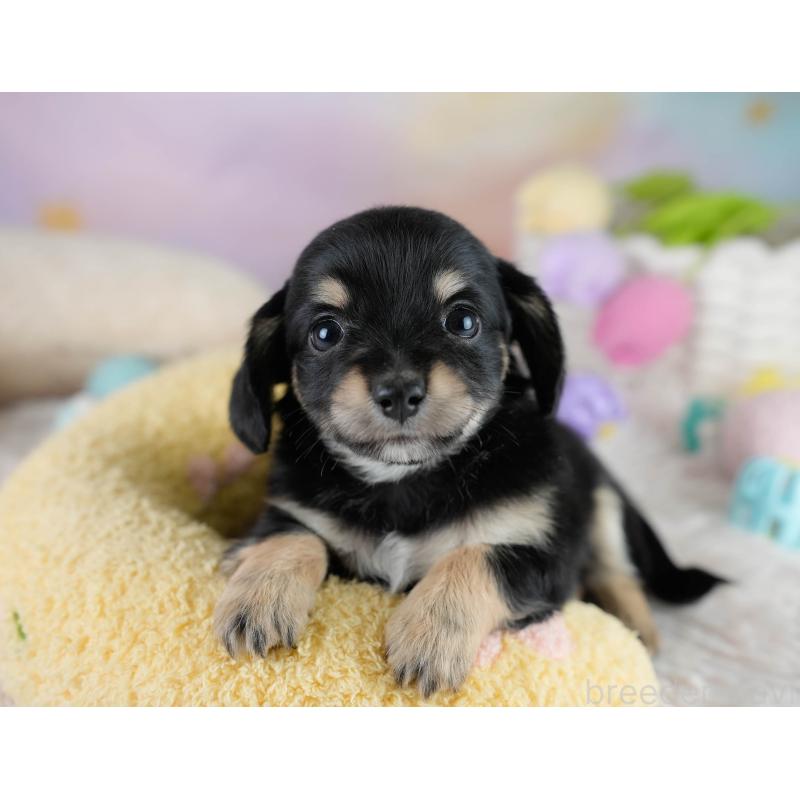 販売中の埼玉県のチワックス:チワワ×ミニチュアダックスフンド-431525の5枚目