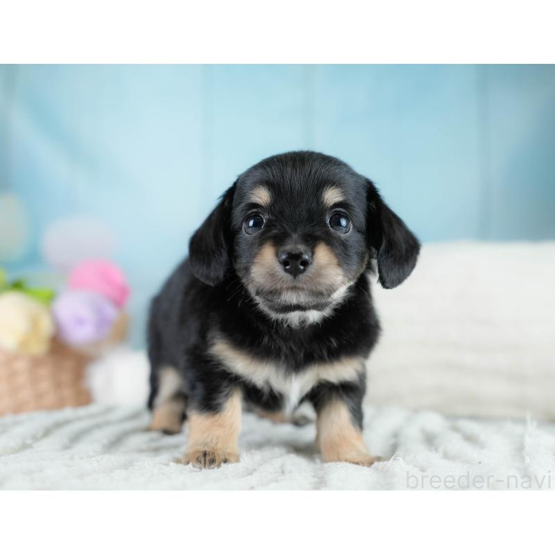 販売中の埼玉県のチワックス:チワワ×ミニチュアダックスフンド-431525の4枚目