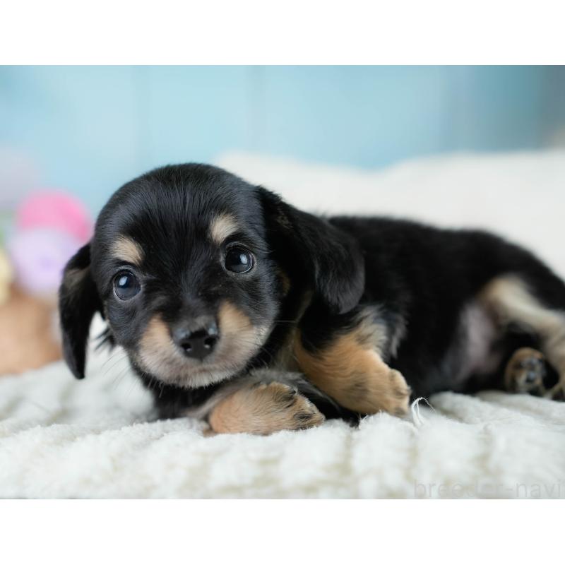 販売中の埼玉県のチワックス:チワワ×ミニチュアダックスフンド-431525の3枚目