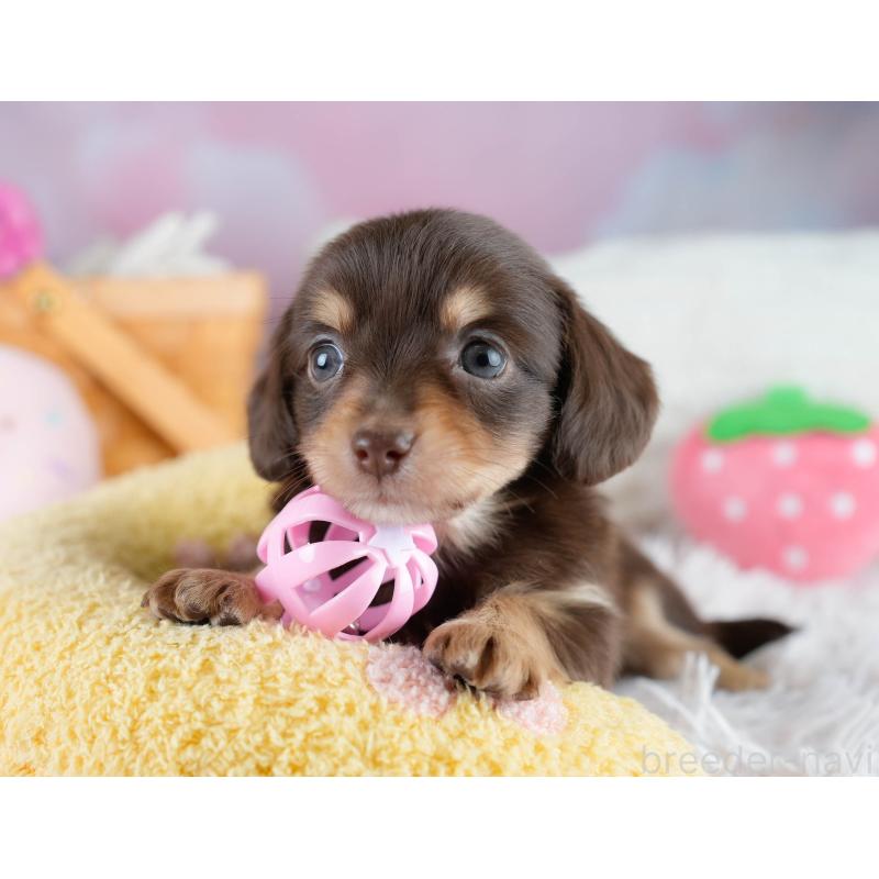 販売中の埼玉県のチワックス:チワワ×ミニチュアダックスフンド-431516の11枚目