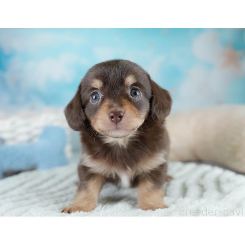 販売中の埼玉県のチワックス:チワワ×ミニチュアダックスフンド-431516の10枚目