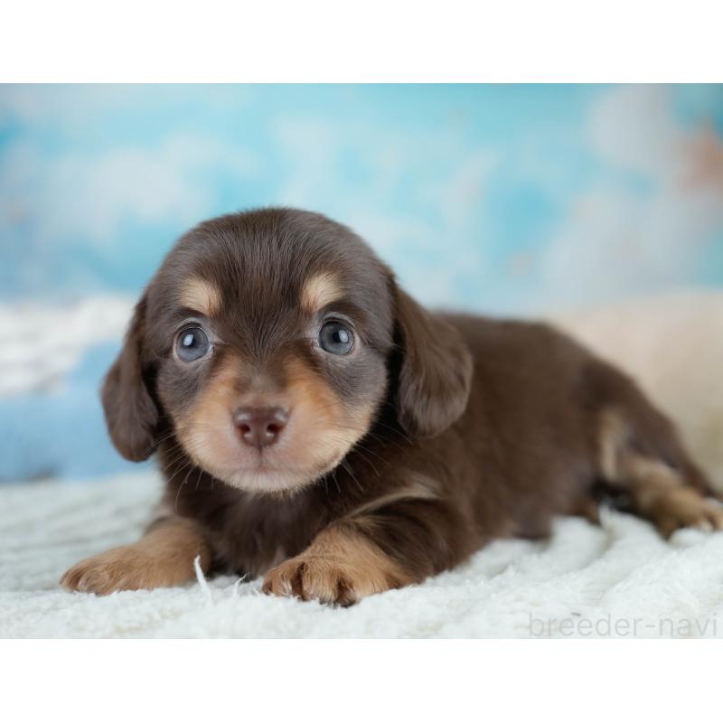 販売中の埼玉県のチワックス:チワワ×ミニチュアダックスフンド-431516の9枚目