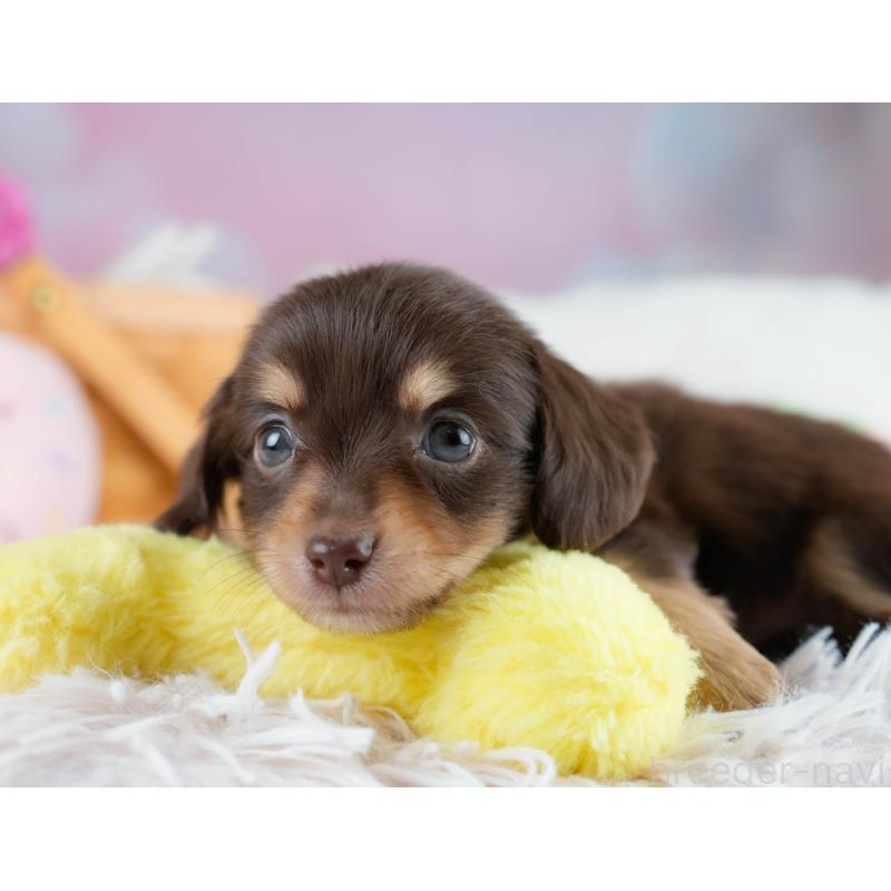 販売中の埼玉県のチワックス:チワワ×ミニチュアダックスフンド-431516の8枚目