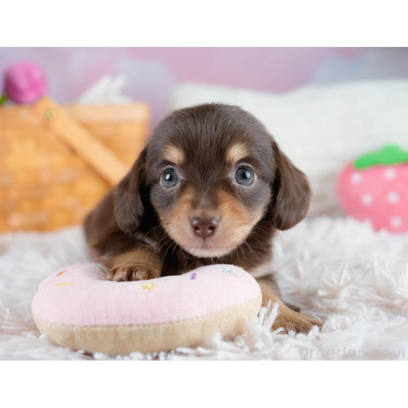 販売中の埼玉県のチワックス:チワワ×ミニチュアダックスフンド-431516の7枚目