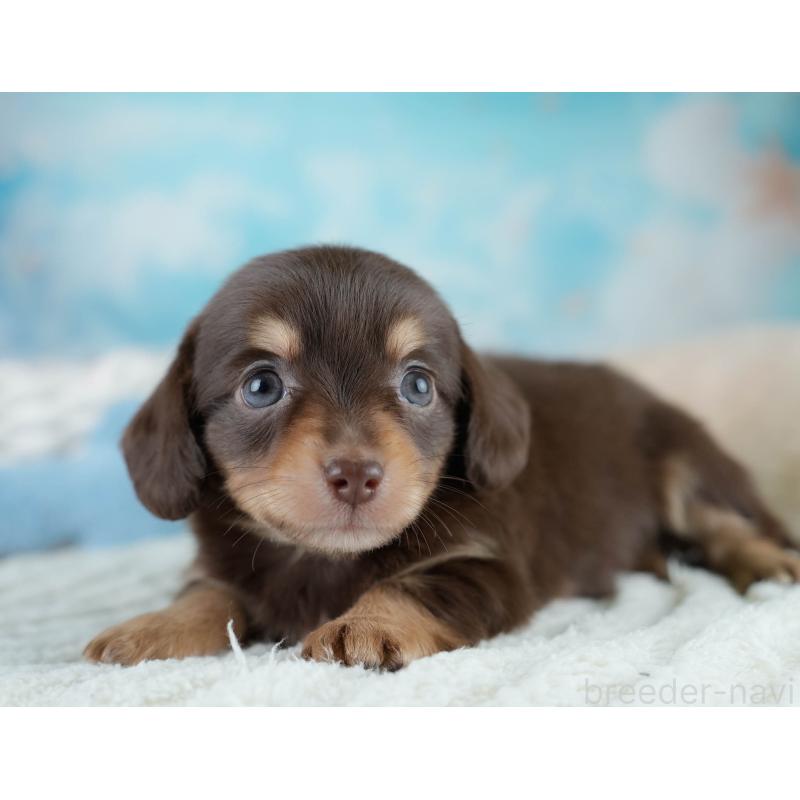 販売中の埼玉県のチワックス:チワワ×ミニチュアダックスフンド-431516の6枚目