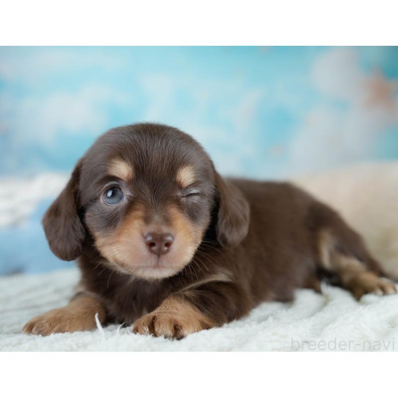 販売中の埼玉県のチワックス:チワワ×ミニチュアダックスフンド-431516の5枚目