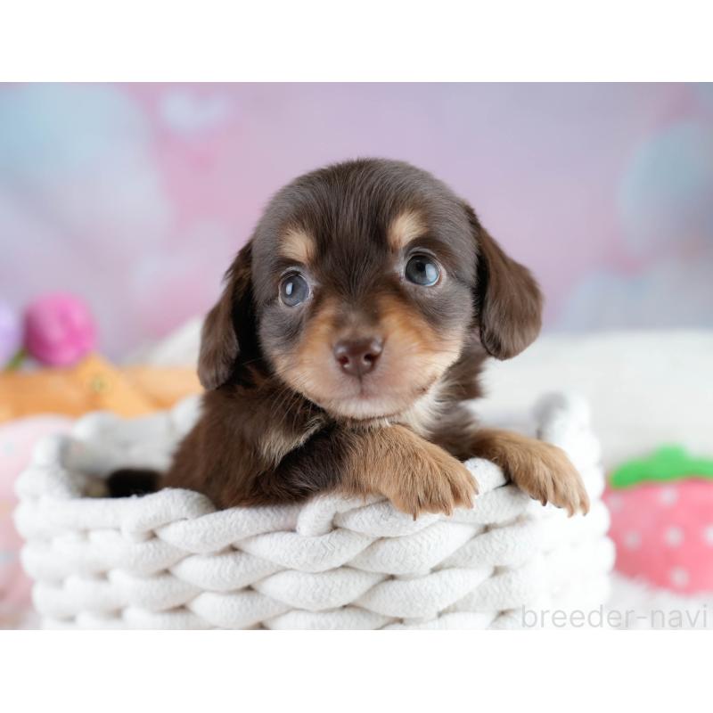 販売中の埼玉県のチワックス:チワワ×ミニチュアダックスフンド-431516の4枚目