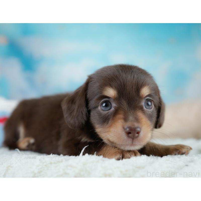 販売中の埼玉県のチワックス:チワワ×ミニチュアダックスフンド-431516の3枚目