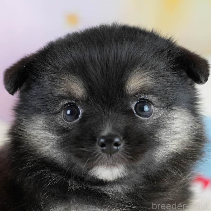 販売中の埼玉県のポメチワ:ポメラニアン×チワワ-431445の1枚目