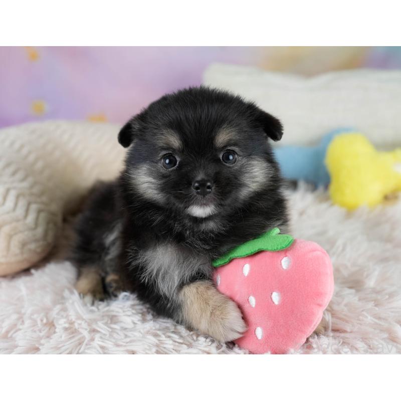 販売中の埼玉県のポメチワ:ポメラニアン×チワワ-431445の11枚目