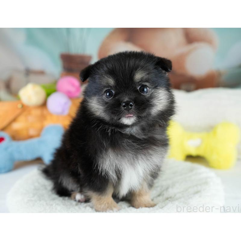 販売中の埼玉県のポメチワ:ポメラニアン×チワワ-431445の10枚目