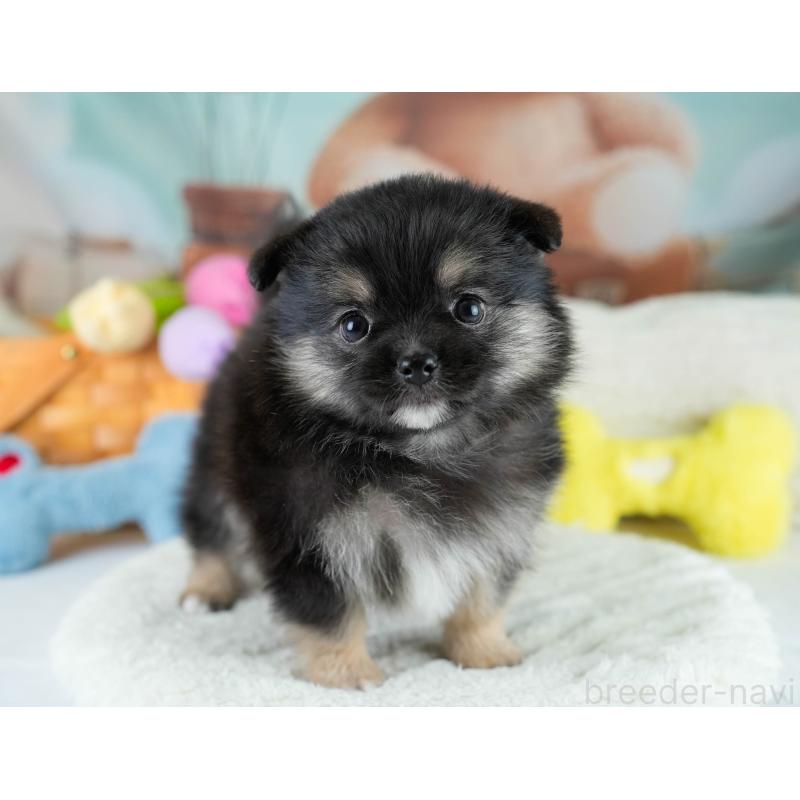 販売中の埼玉県のポメチワ:ポメラニアン×チワワ-431445の9枚目