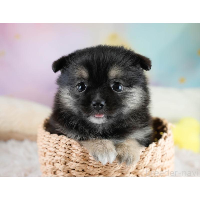 販売中の埼玉県のポメチワ:ポメラニアン×チワワ-431445の8枚目