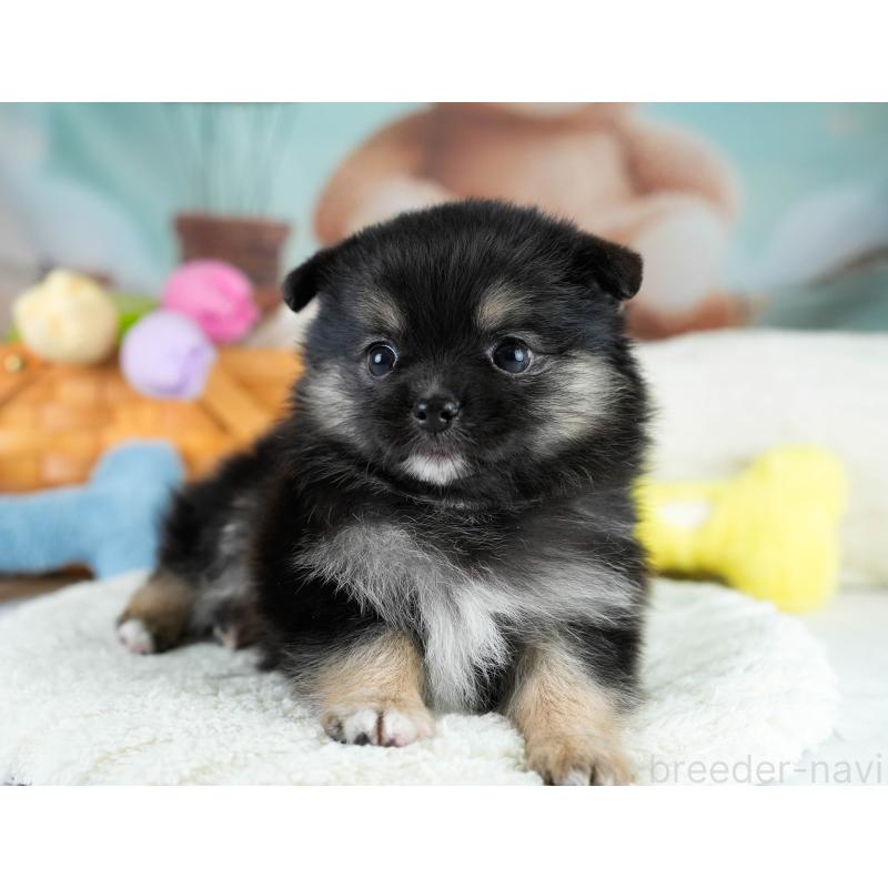 販売中の埼玉県のポメチワ:ポメラニアン×チワワ-431445の7枚目