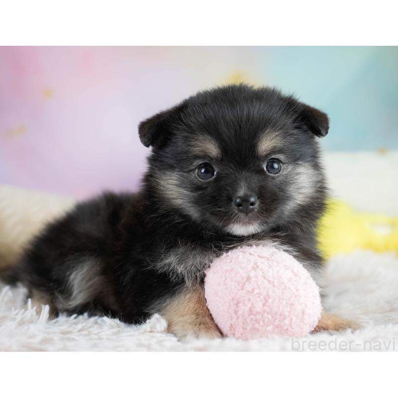 販売中の埼玉県のポメチワ:ポメラニアン×チワワ-431445の6枚目