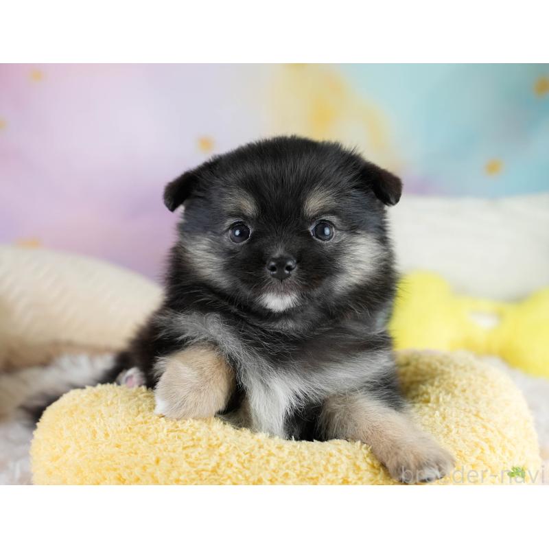 販売中の埼玉県のポメチワ:ポメラニアン×チワワ-431445の4枚目