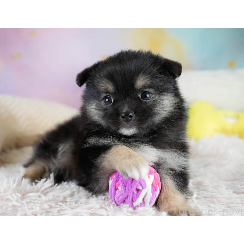 販売中の埼玉県のポメチワ:ポメラニアン×チワワ-431445の3枚目