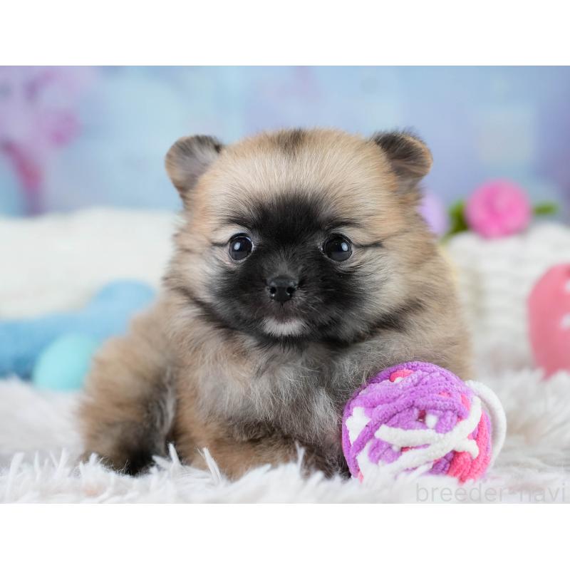 販売中の埼玉県のポメチワ:ポメラニアン×チワワ-431444の11枚目