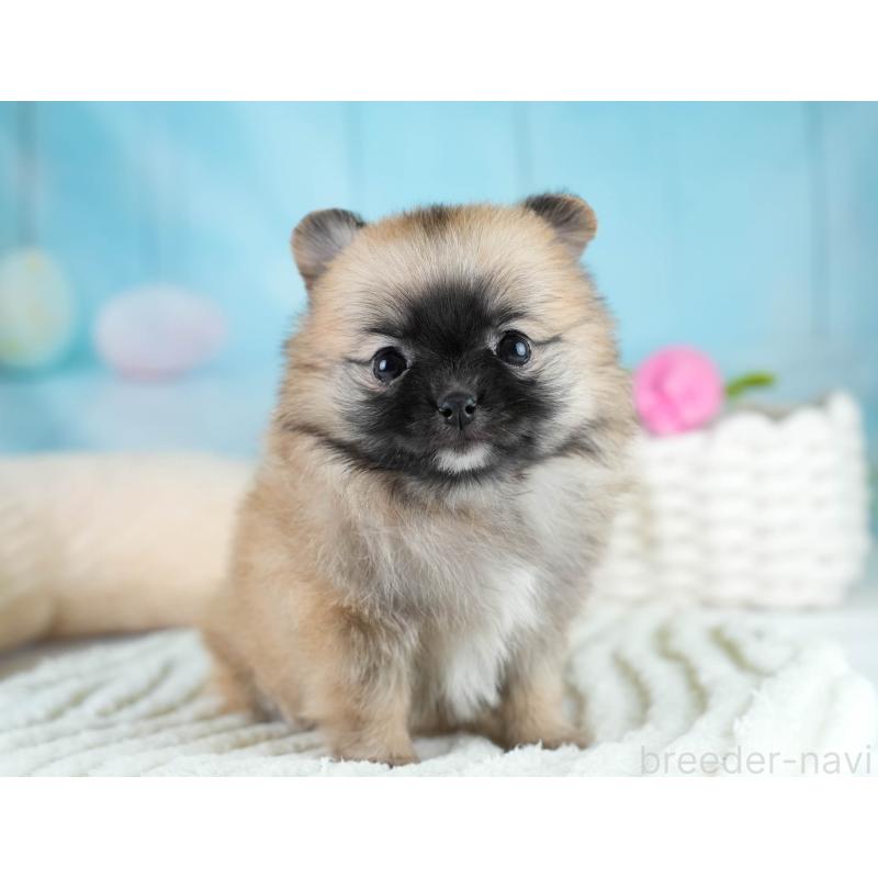 販売中の埼玉県のポメチワ:ポメラニアン×チワワ-431444の10枚目