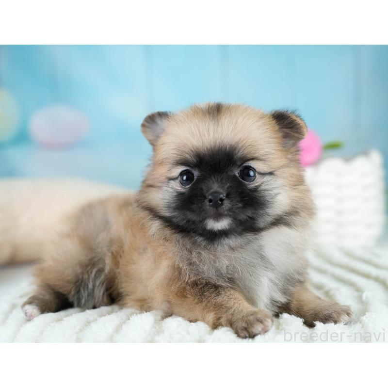 販売中の埼玉県のポメチワ:ポメラニアン×チワワ-431444の9枚目