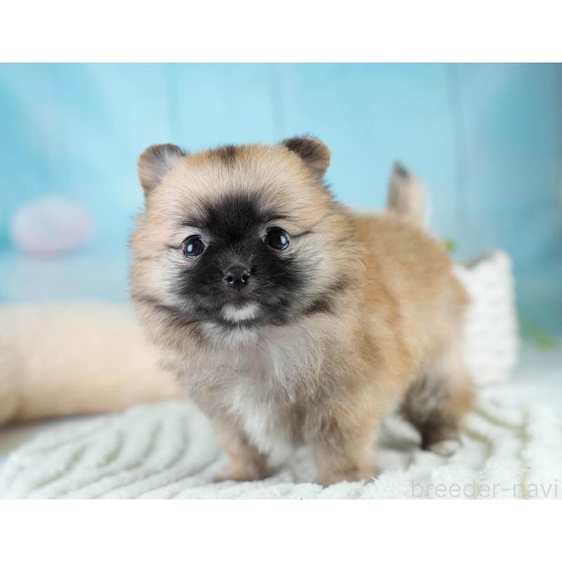 販売中の埼玉県のポメチワ:ポメラニアン×チワワ-431444の8枚目