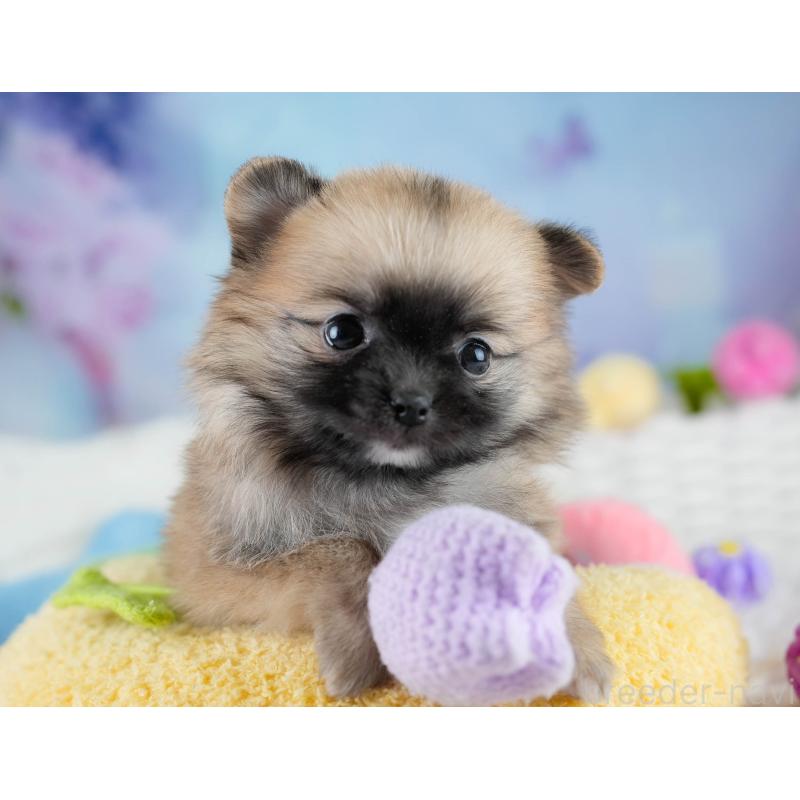 販売中の埼玉県のポメチワ:ポメラニアン×チワワ-431444の7枚目
